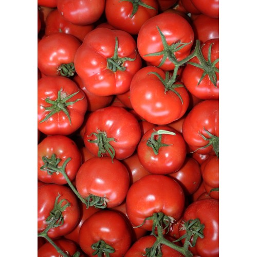 Помідор Закарпаття Велик