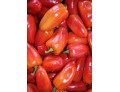 Перець Капія